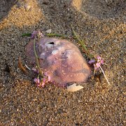 CoastCamp 043 : CoastCamp